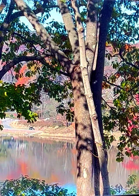 Autumn trees beside the Delaware River in Narrowsburg, New York